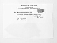 Aecidium triumfettae image